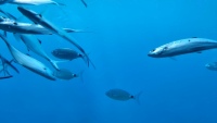 Fische